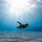 sea_turtle_turtle_underwater_world_137836_3840x2160