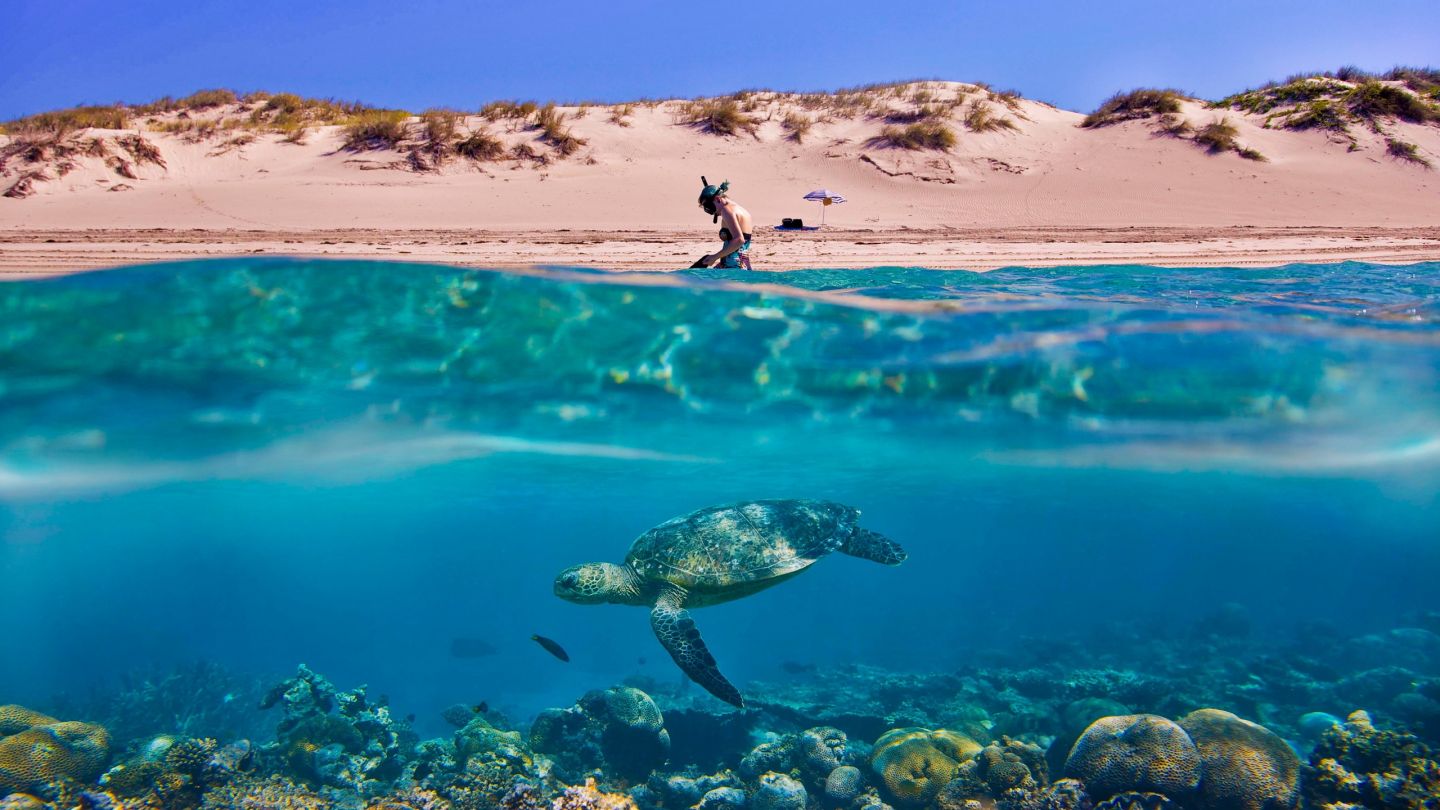 turtle-beach-underwater-1