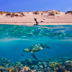 turtle-beach-underwater-1