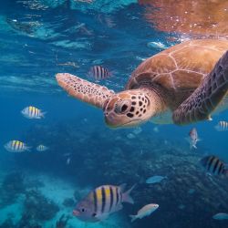 11517042307c5mkwkcxxf3mn6ixsmxs0s51hbvszapxqmza4hbojgwplnm3gfjl54zmlk1l83qicbct0osv5zt7q2tja0wjocm7kegfupdvok0k