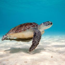 turtle-sea-water
