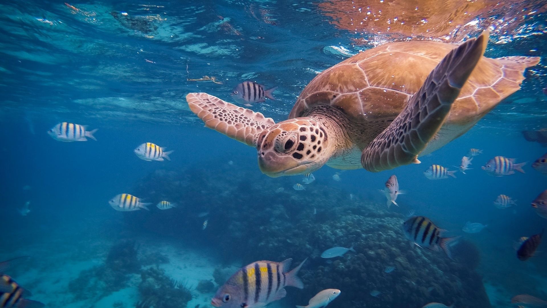 11517042307c5mkwkcxxf3mn6ixsmxs0s51hbvszapxqmza4hbojgwplnm3gfjl54zmlk1l83qicbct0osv5zt7q2tja0wjocm7kegfupdvok0k