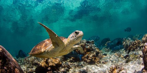 turtle_ocean_water_macro_fish_corals_73287_1920x1080