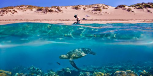 turtle-beach-underwater-1