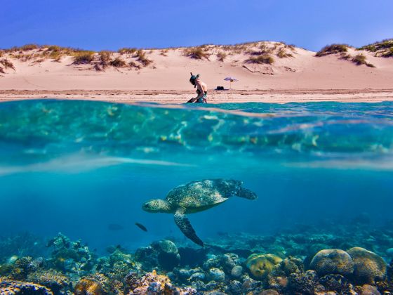 turtle-beach-underwater-1